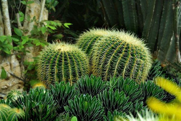 Cactaceae Кактус