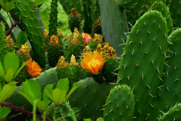 Растения Кактусовые опунция (Opuntia)