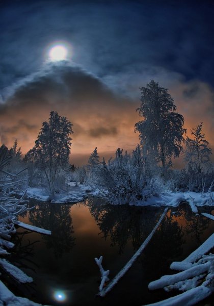 Зимний лес ночью