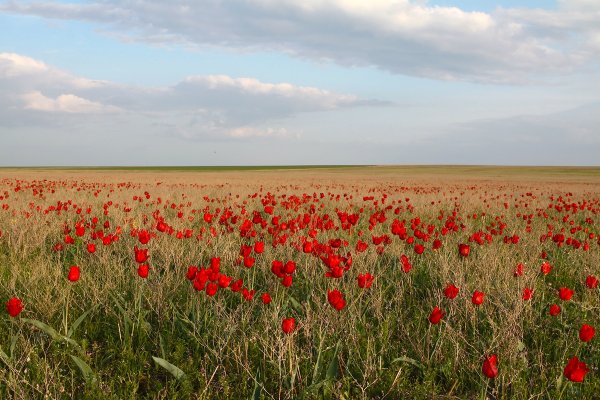 Ростовская область - просторы родные