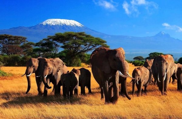 Парк Лимпопо Африка