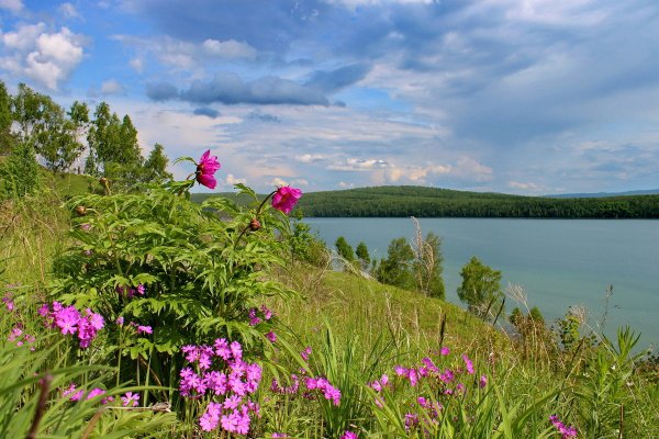 Природа Сибири летом