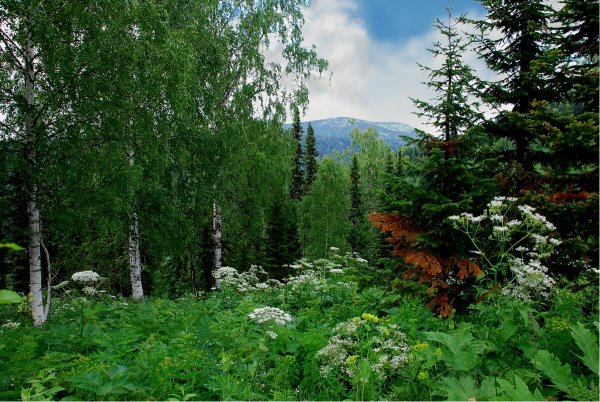 Лес смешанный Кузбасс