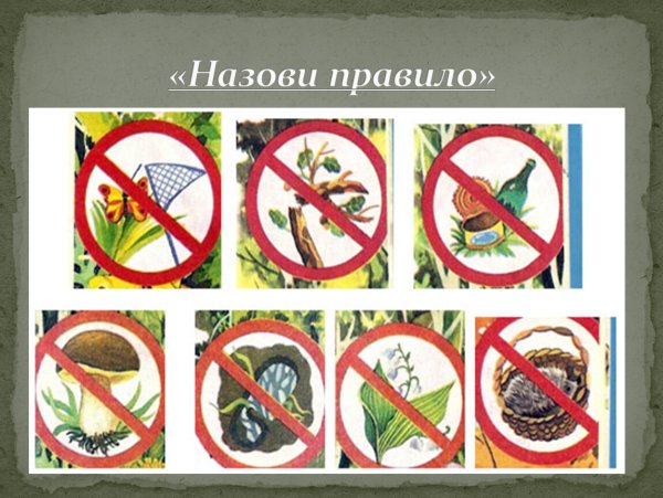 Рисунок правили поведения на природе