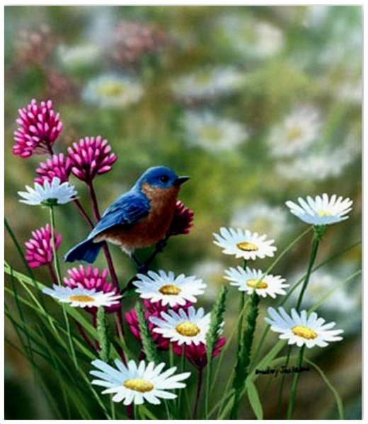 Природа птички