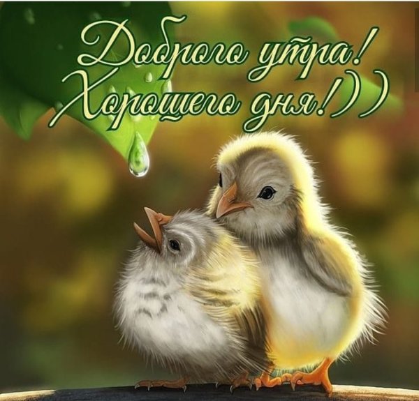 Утро птицы