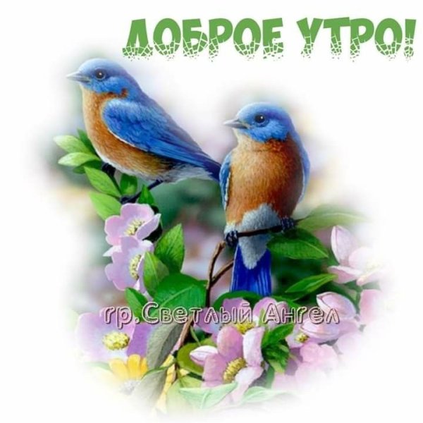 Доброе утро с птичками