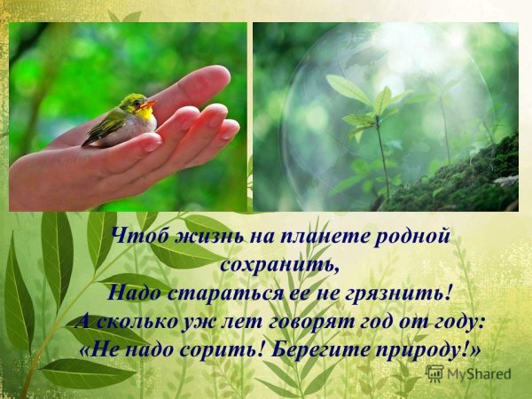 Береги родную природу