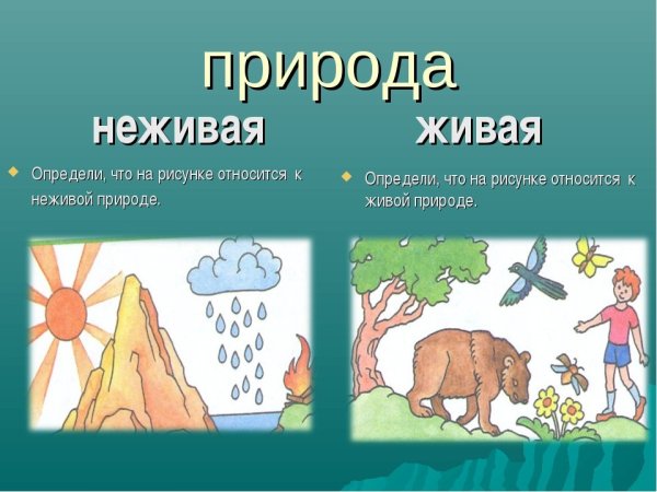 Живая природа и неживая природа