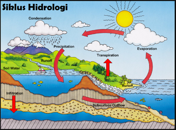 Транспирация в круговороте воды