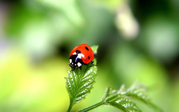 Ladybird Божья коровка