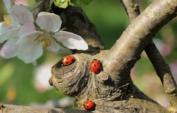 Божья коровка Божья коровка Божья коровка Божья коровка