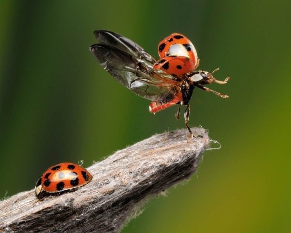Влюбленные Божьи коровки