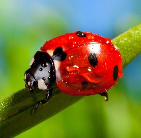 Ladybug Божья коровка