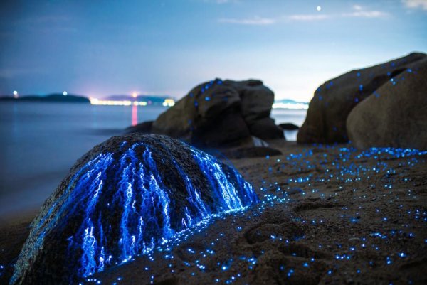 Водоросль ночесветка черное море