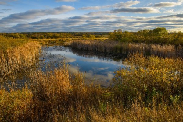 Природа Зауралья Курганская область лето