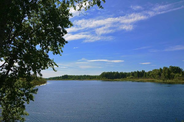 Леса Курганской области