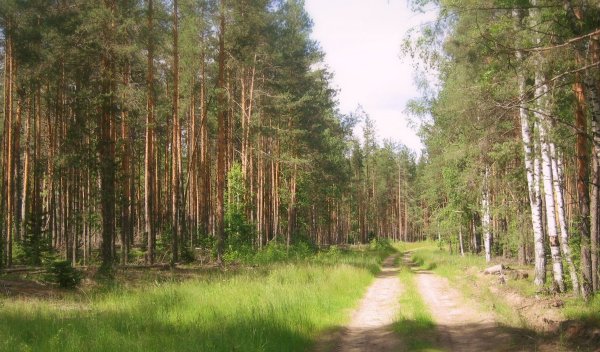 Сычево Куртамышский район
