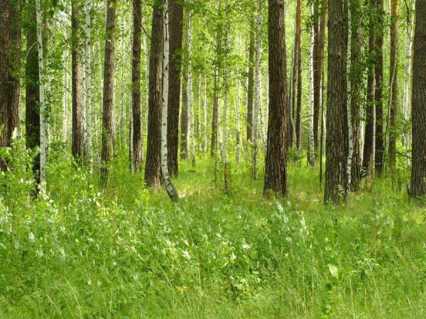 Горы в Курганской области