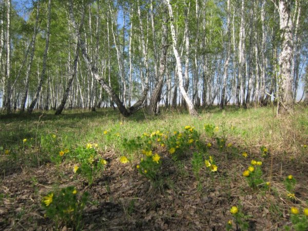 Природа Кургана и Курганской области