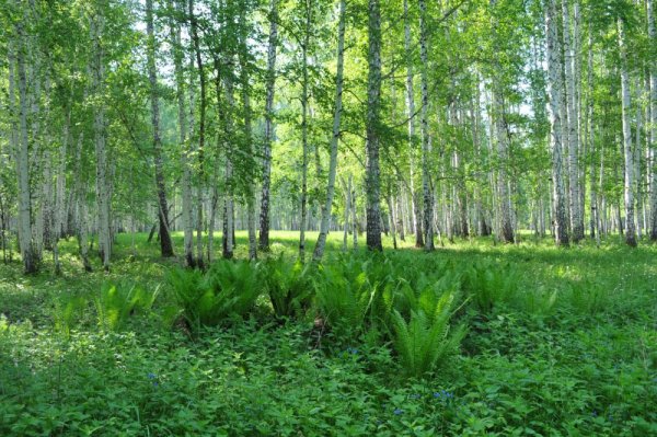 Природа Южного Зауралья Курган
