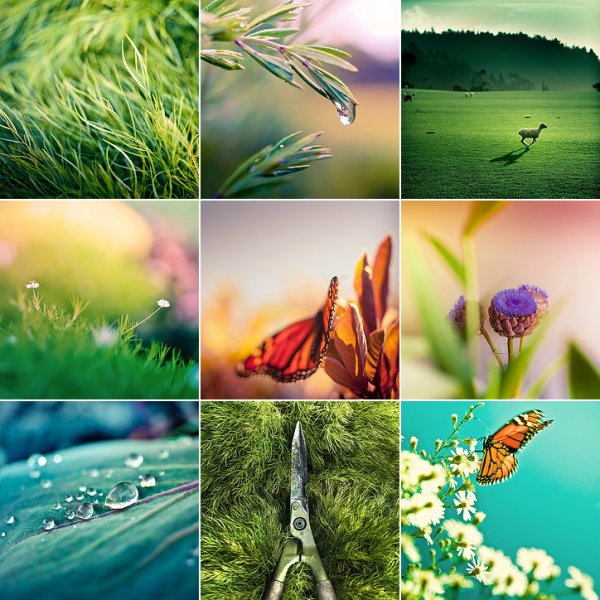 Коллаж природа