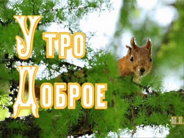 Доброе утро белка