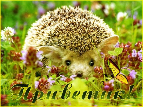 Хорошего дня Ежик