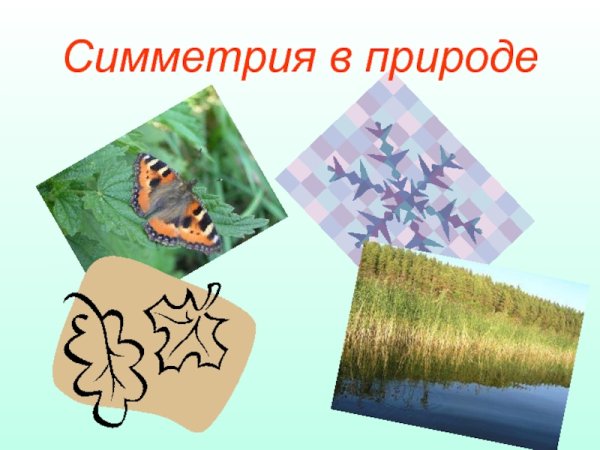 Математика в природе слайд