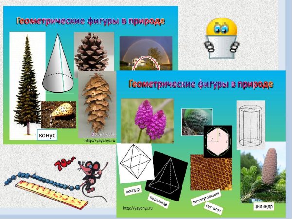 Геометрические фигуры в природе