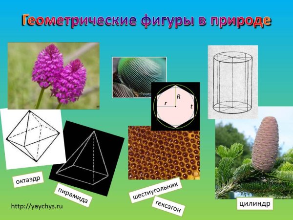 Геометрические формы в природе