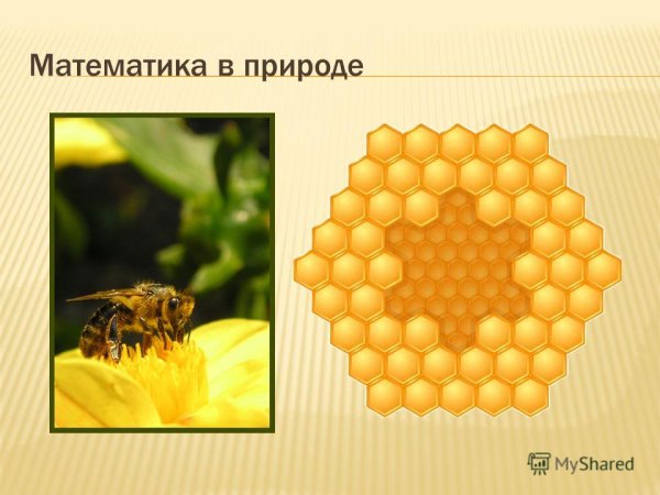 Математика в природе