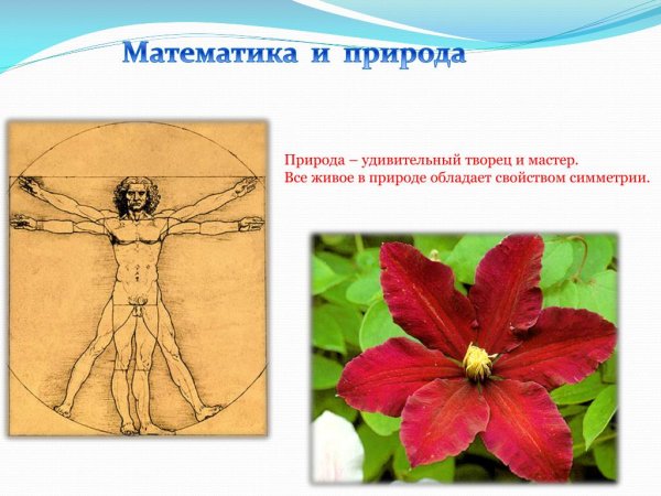 Математика в живой природе