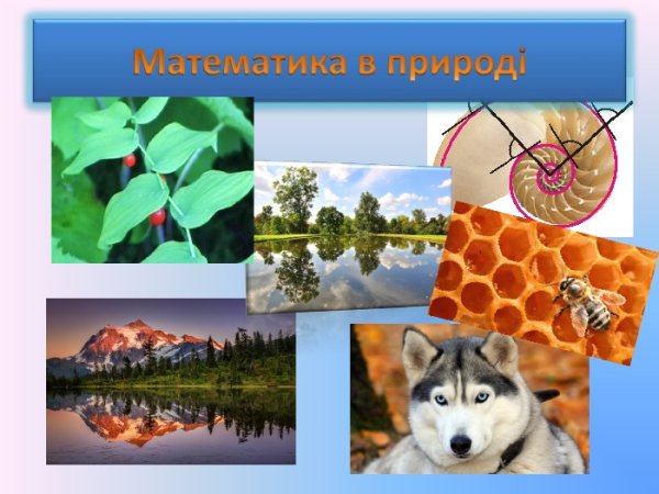Математика в природе проект