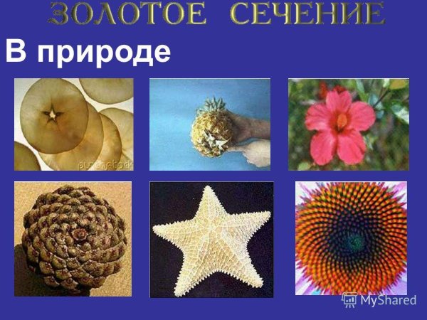 Математика в природе