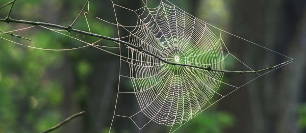 Презентация на тему математика и природа