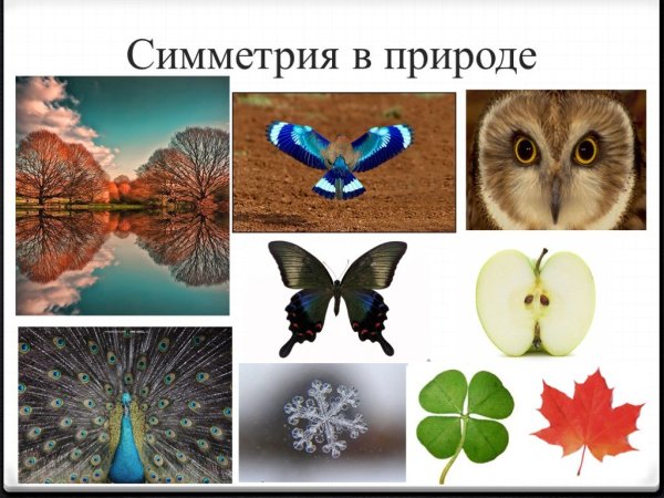 Симметрия вокруг нас