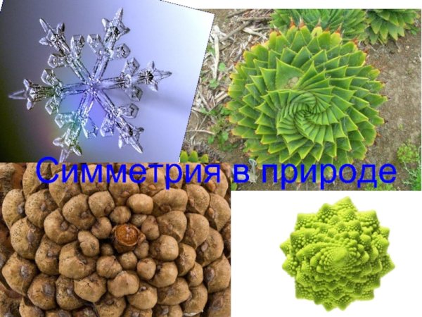 Симметрия в живой природе
