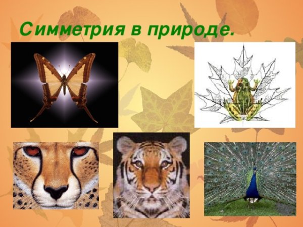 Осевая симметрия в жизни