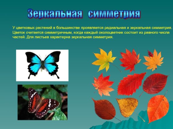 Симметричные предметы в жизни