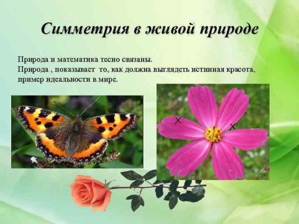 Презентация на тему симметрия
