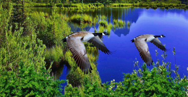 Минимализм природа животные