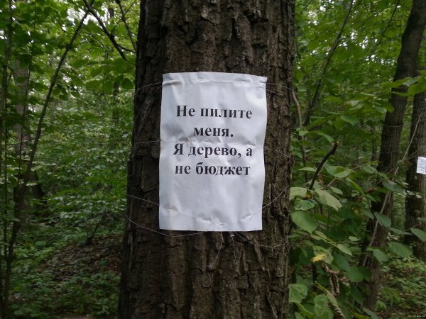 Мишка в лесу