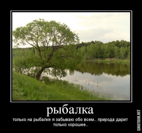 Медведь смешные картинки
