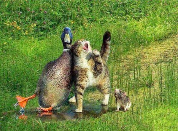 Животные радуются