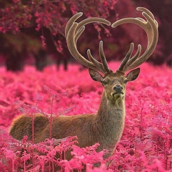 Природа с животными