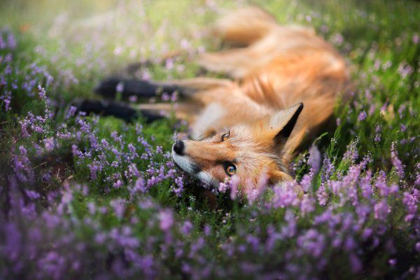 Природа с животными