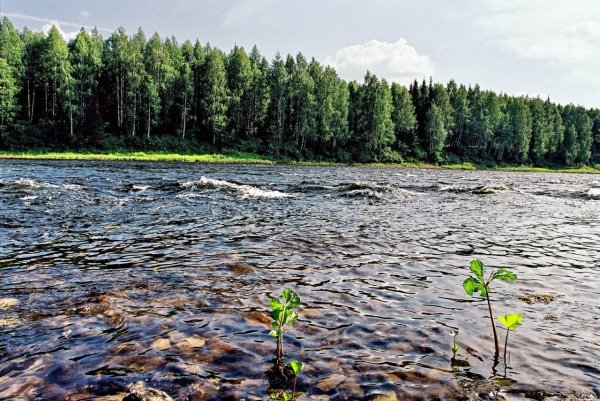 Река Ухта Республика Коми