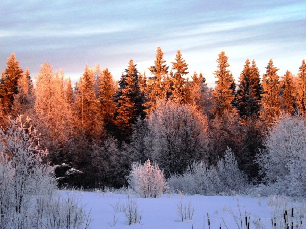 Природа Печора Коми зима