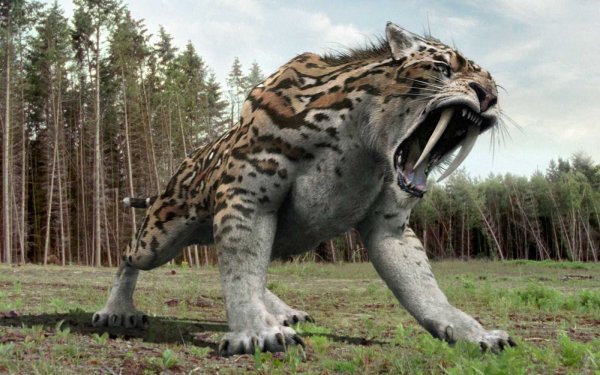 Звери в лесу